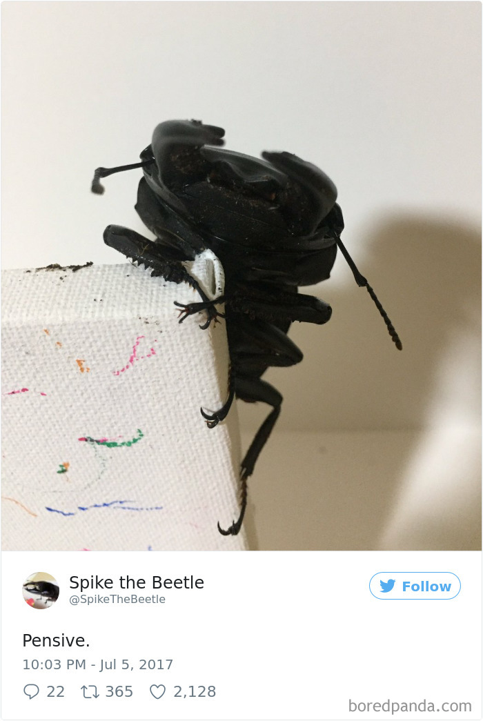 Drawing-bug-spike-the-beetle-japan