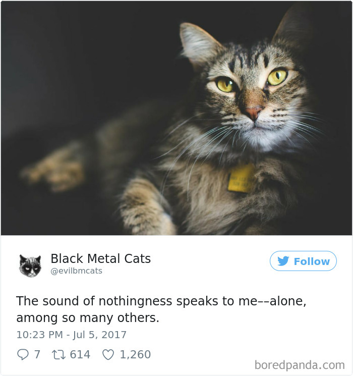 Black-metal-cats-lyrics-tweets