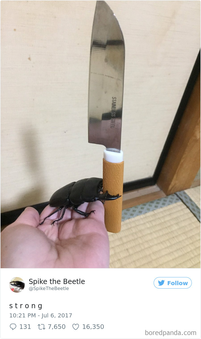 Drawing-bug-spike-the-beetle-japan