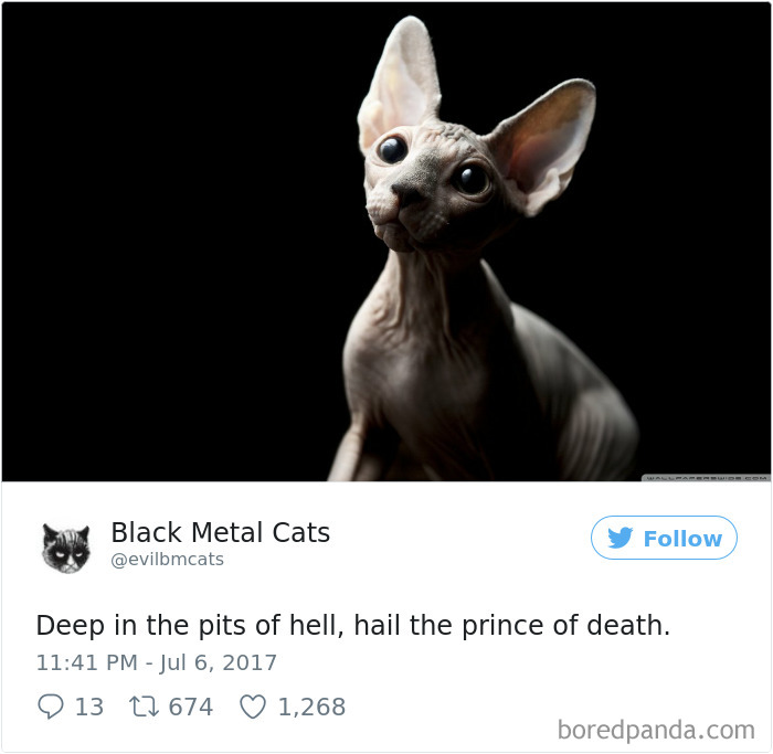 Black-metal-cats-lyrics-tweets