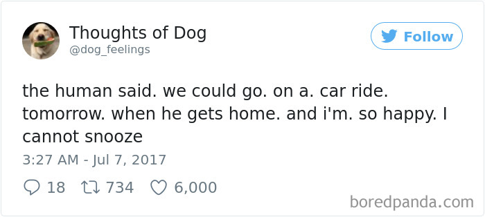 Dog Thoughts