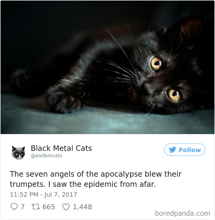 Black-metal-cats-lyrics-tweets