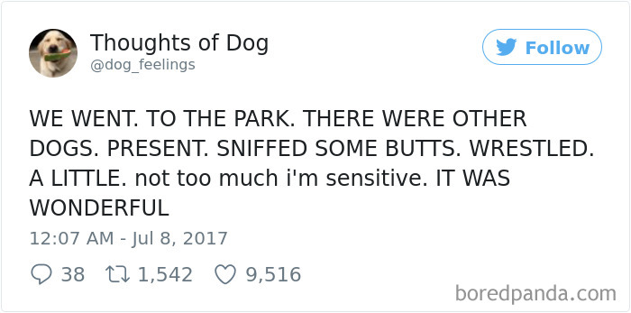 Dog Thoughts