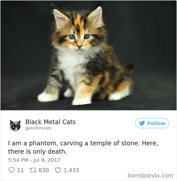 Black-metal-cats-lyrics-tweets