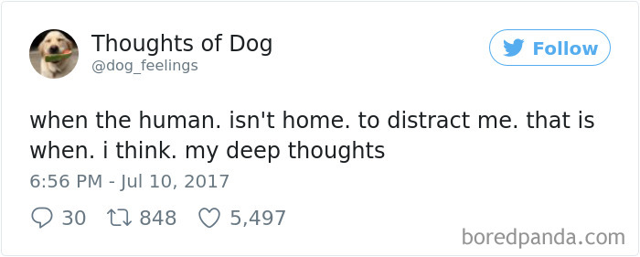 Dog Thoughts