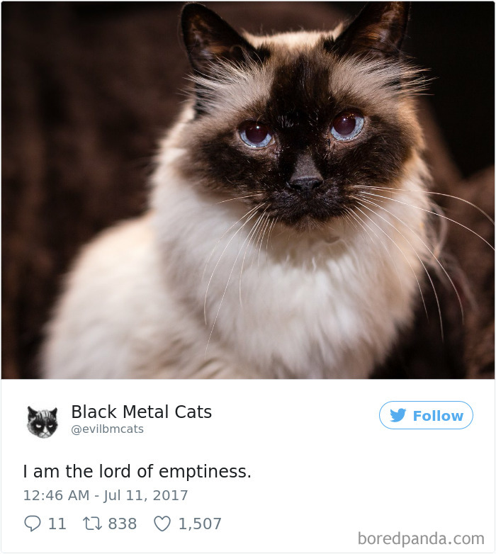 Black-metal-cats-lyrics-tweets