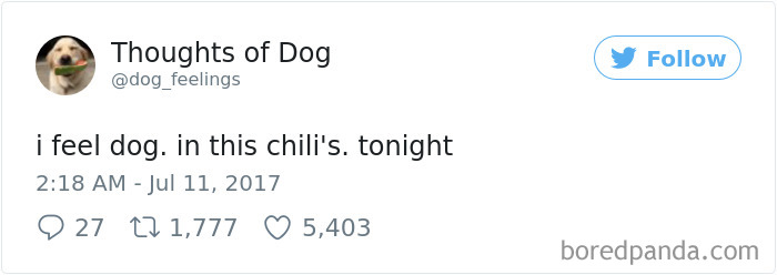Dog Thoughts