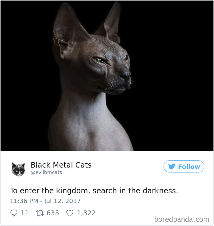 Black-metal-cats-lyrics-tweets