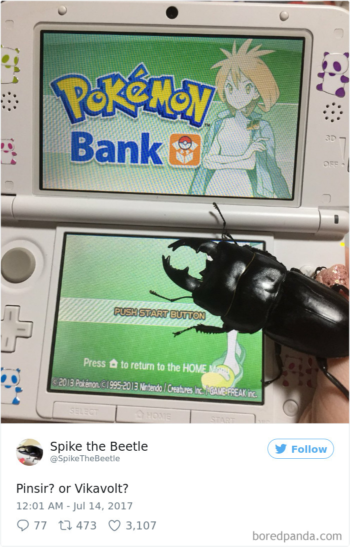 Drawing-bug-spike-the-beetle-japan