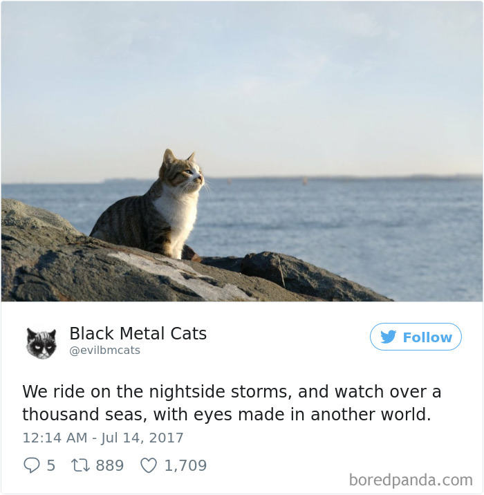 Black-metal-cats-lyrics-tweets