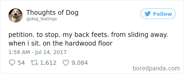 Dog Thoughts