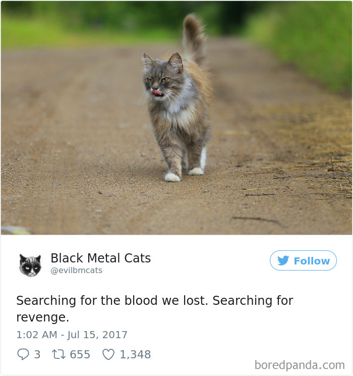 Black-metal-cats-lyrics-tweets