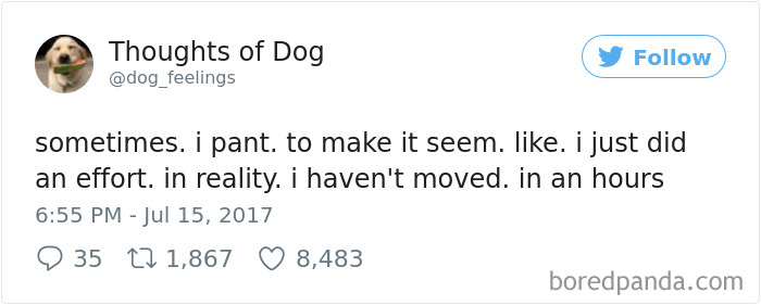 Dog Thoughts