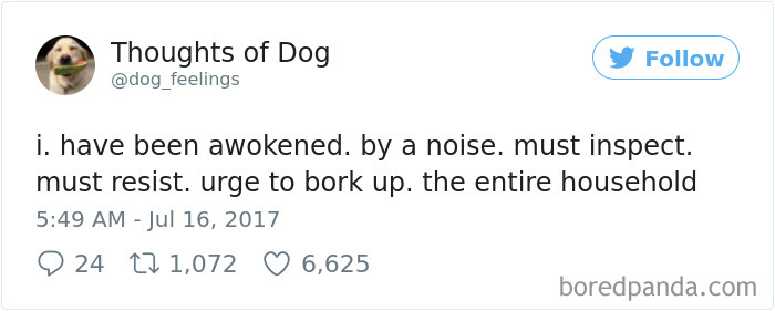 Dog Thoughts