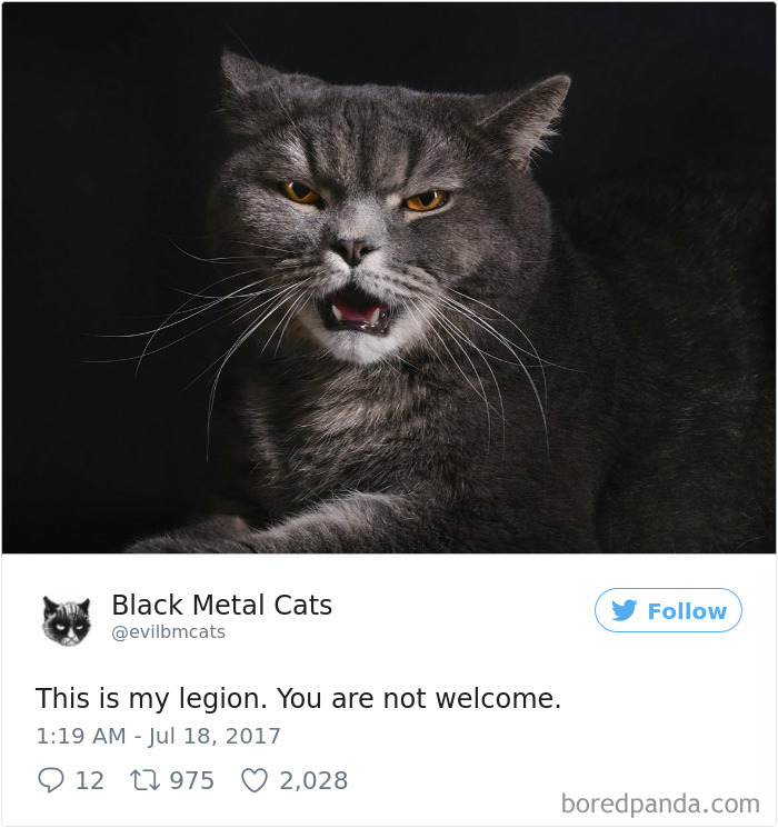 Black-metal-cats-lyrics-tweets