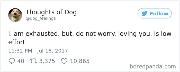 Dog Thoughts