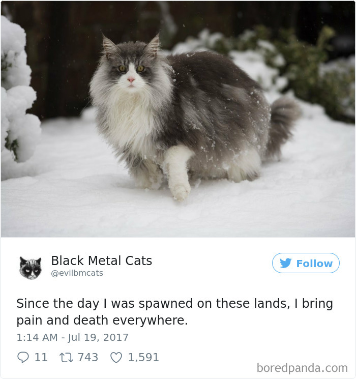 Black-metal-cats-lyrics-tweets