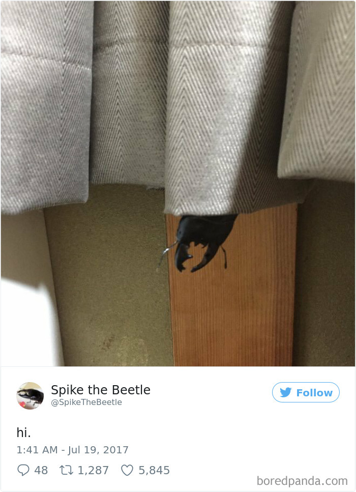 Drawing-bug-spike-the-beetle-japan