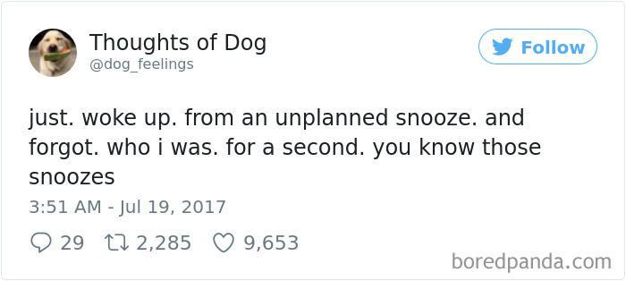 Dog Thoughts
