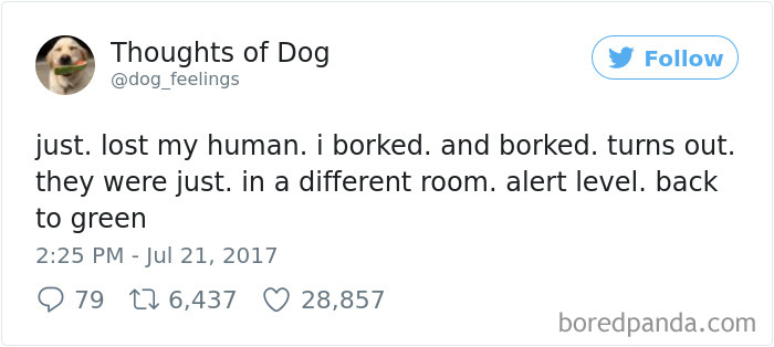Dog Thoughts