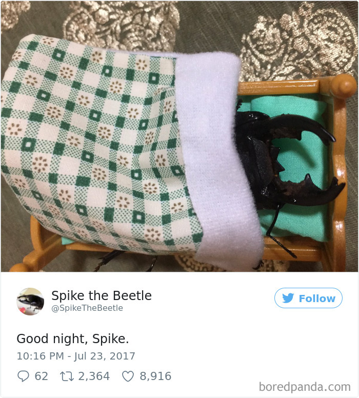 Drawing-bug-spike-the-beetle-japan