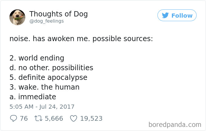 Dog Thoughts