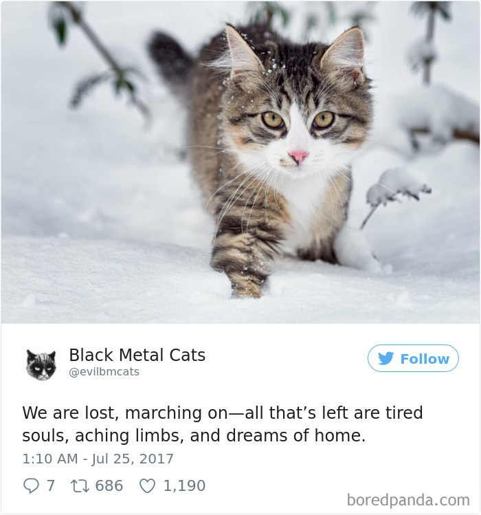 Black-metal-cats-lyrics-tweets