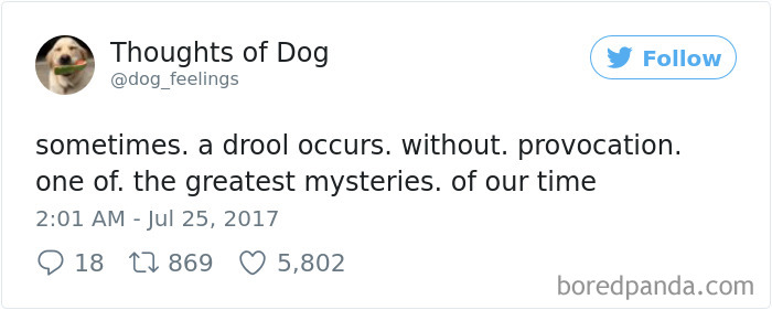 Dog Thoughts