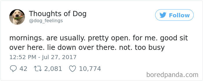 Dog Thoughts