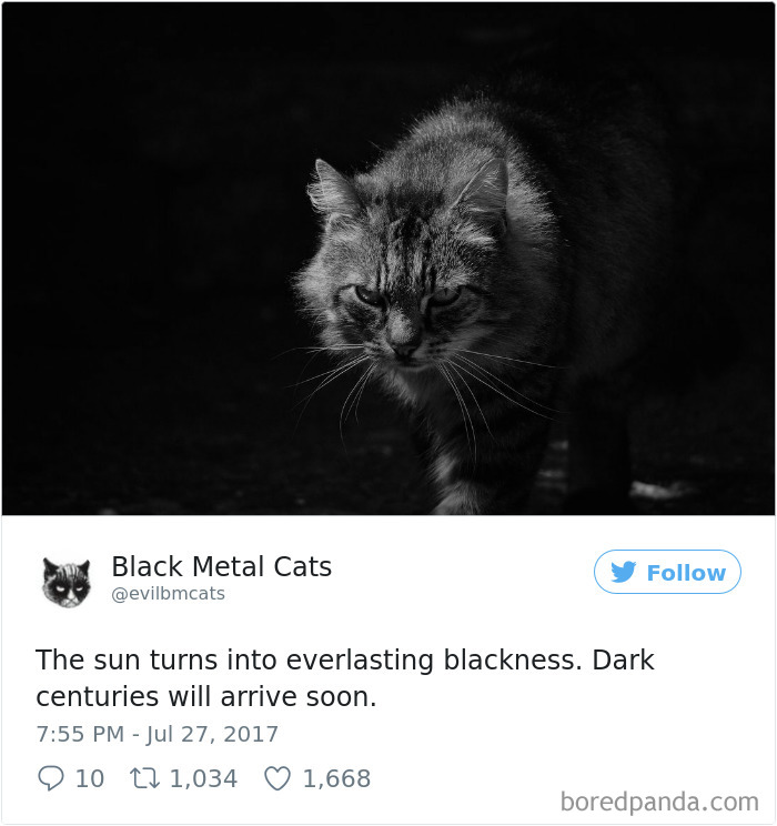 Black-metal-cats-lyrics-tweets