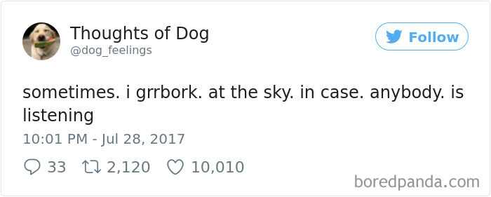 Dog Thoughts