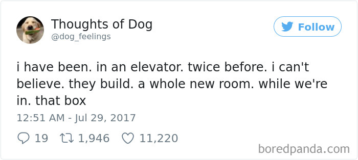 Dog Thoughts