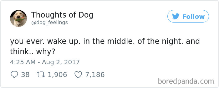 Dog Thoughts