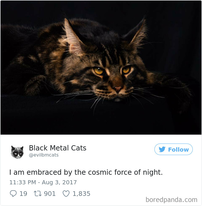 Black-metal-cats-lyrics-tweets