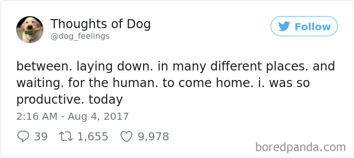 Dog Thoughts