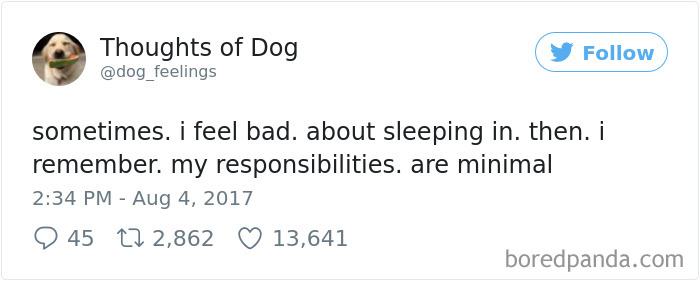 Dog Thoughts