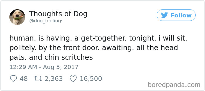 Dog Thoughts