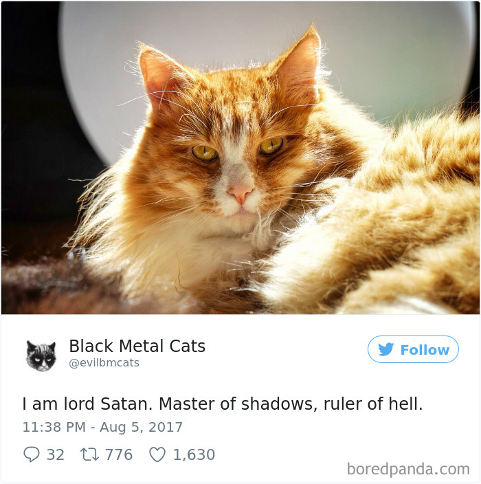 Black-metal-cats-lyrics-tweets