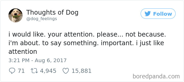 Dog Thoughts