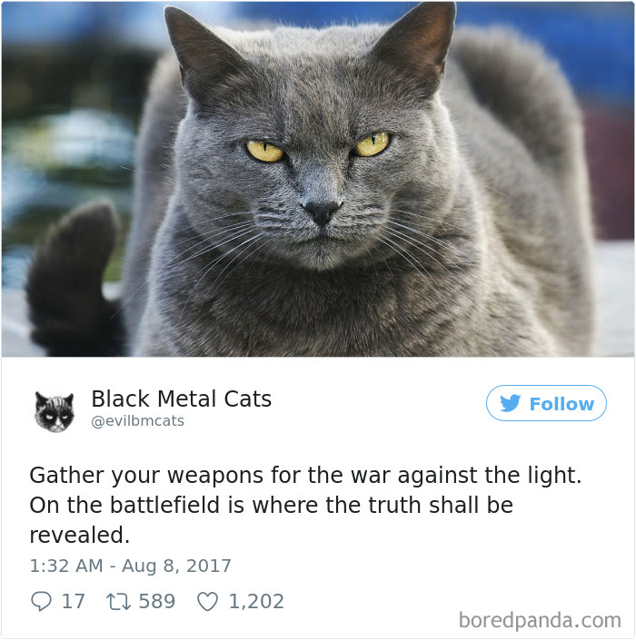 Black-metal-cats-lyrics-tweets