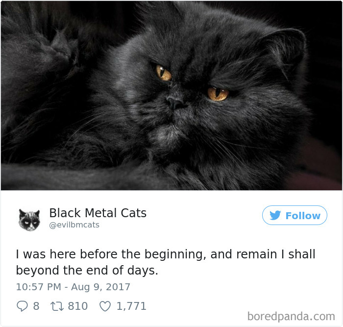 Black-metal-cats-lyrics-tweets
