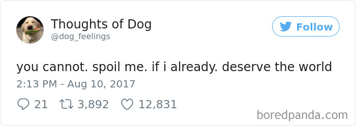 Dog Thoughts