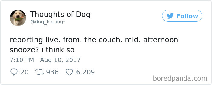 Dog Thoughts
