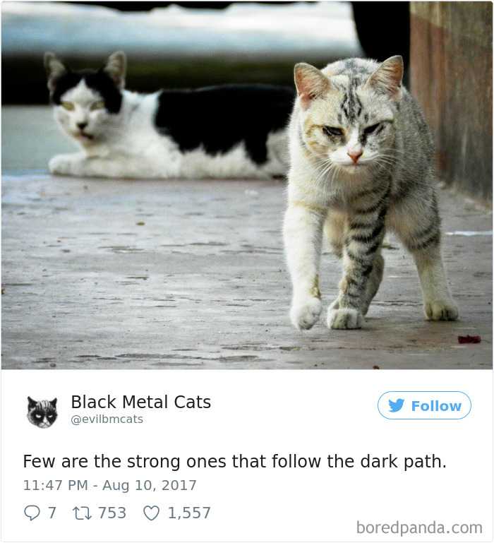 Black-metal-cats-lyrics-tweets