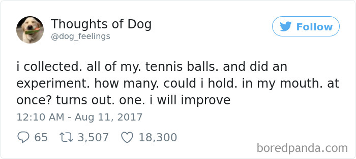 Dog Thoughts