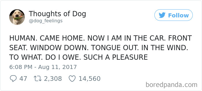 Dog Thoughts
