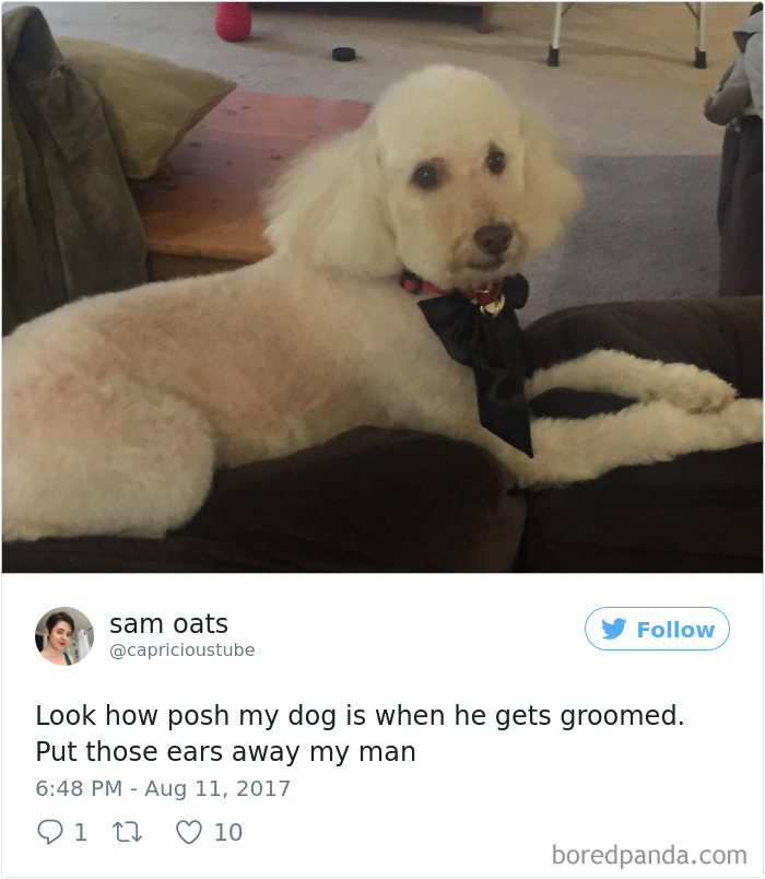 Spoiled-dogs-that-live-better-than-you