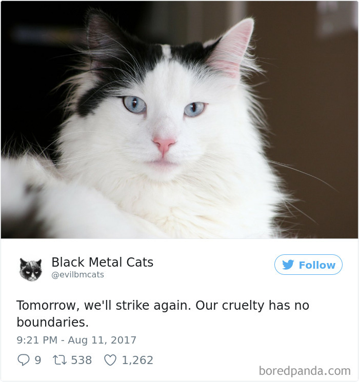 Black-metal-cats-lyrics-tweets