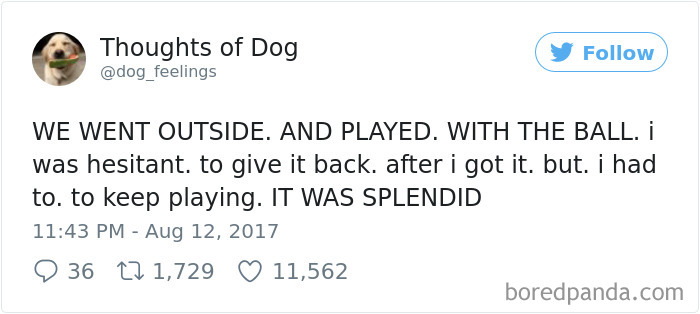 Dog Thoughts