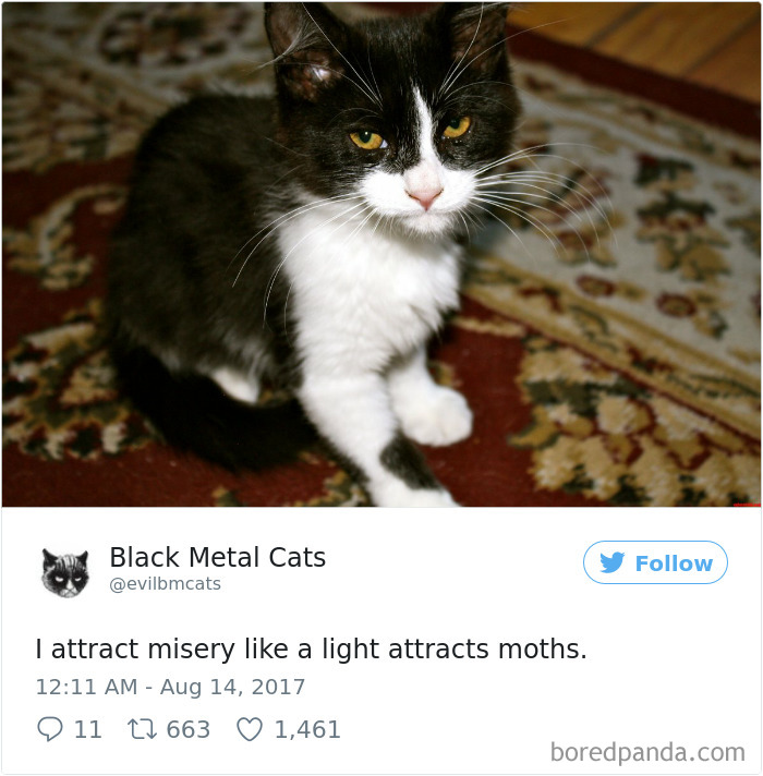 Black-metal-cats-lyrics-tweets